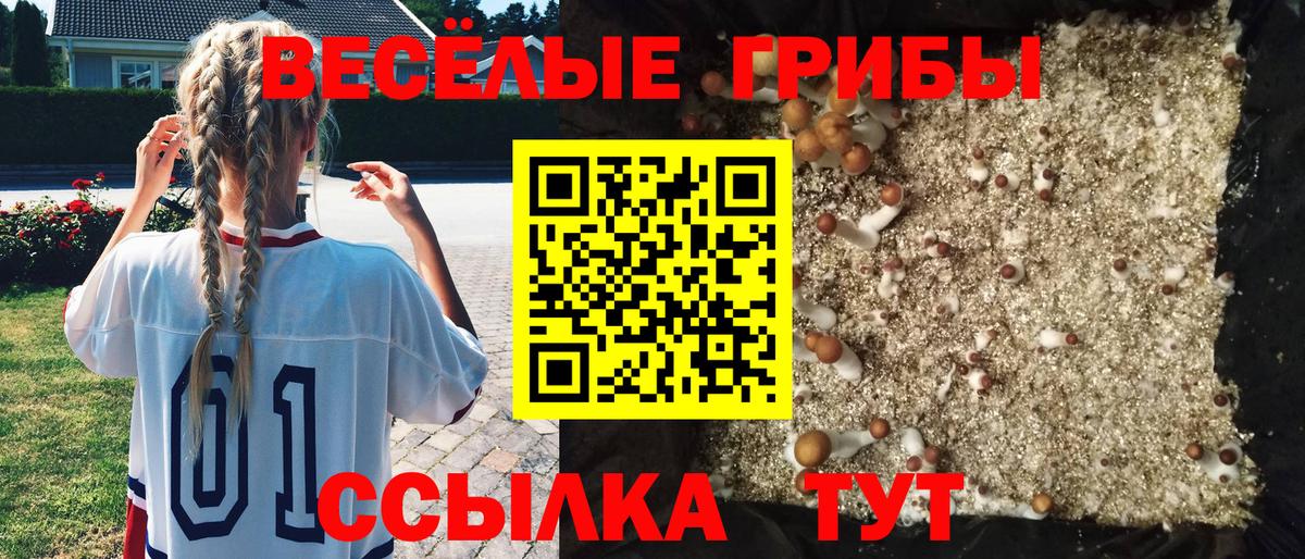 Псилоцибиновые грибы Cubensis Нововоронеж